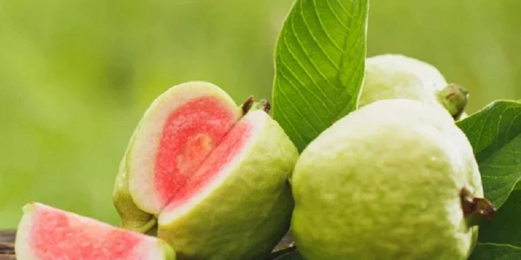 π³ DETAILED GUIDE TO GROWING PINK GUAVA TREES
