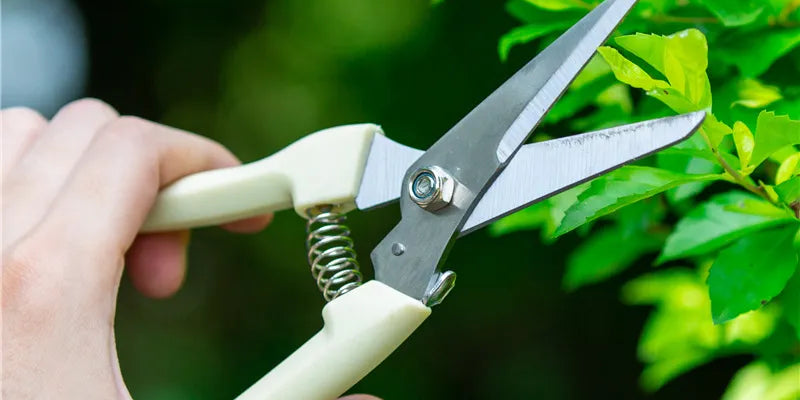 Pruning 101: Everything You Need to Know to Grow Better Trees