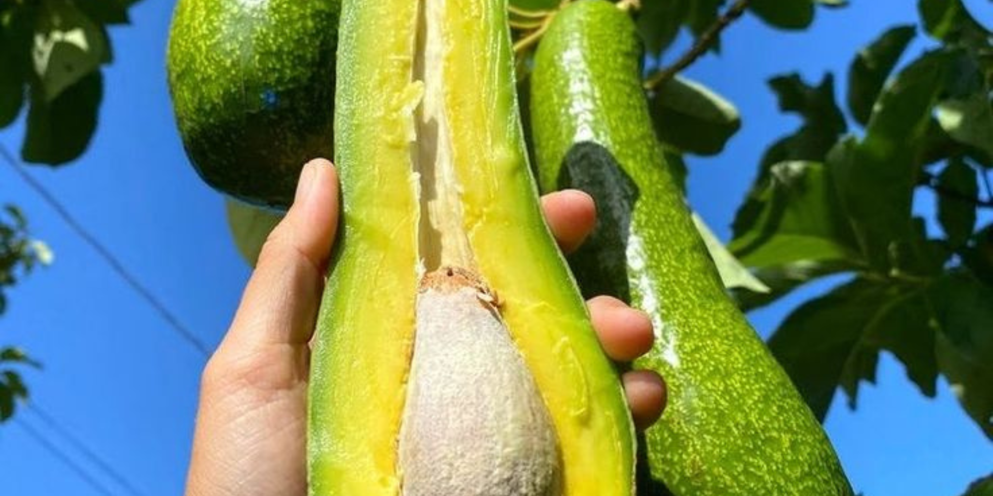 π³ DETAILED GUIDE TO GROWING LONG NECK AVOCADO TREES