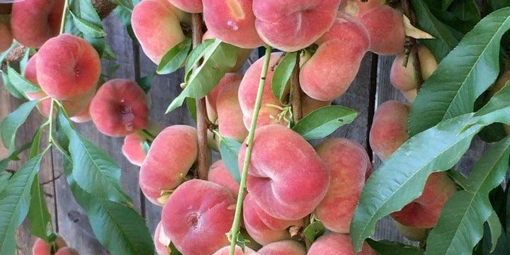 π³ DETAILED GUIDE TO GROWING SATURN PEACH TREES
