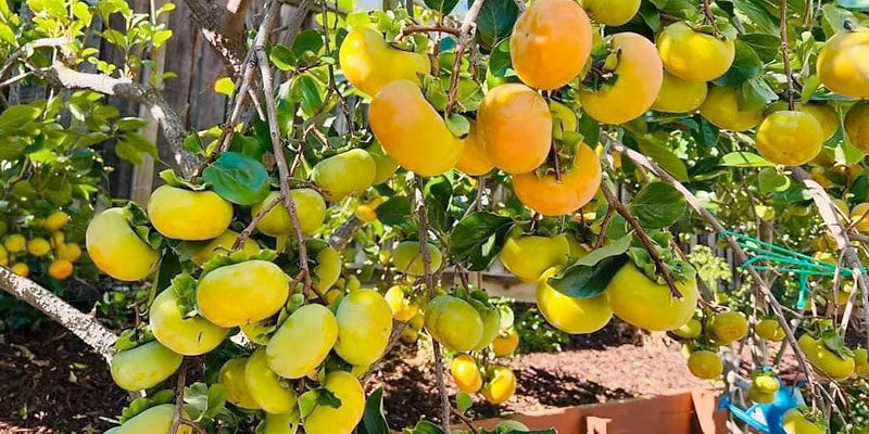 π³ DETAILED GUIDE TO GROWING FUYU PERSIMMON TREE