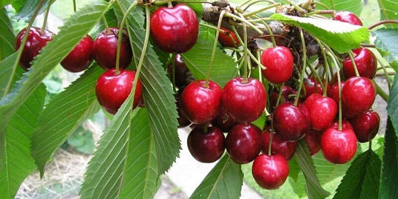 π³ DETAILED GUIDE TO GROWING SWEET CHERRY TREES