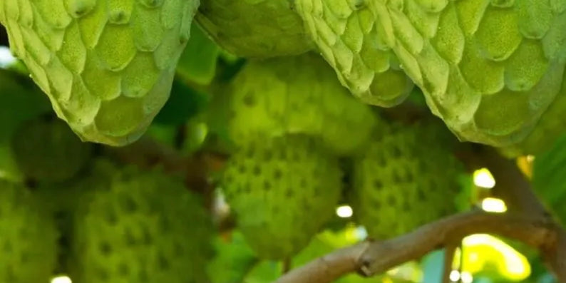 π³ DETAILED GUIDE TO GROWING CHERIMOYA (CUSTARD APPLE) TREES