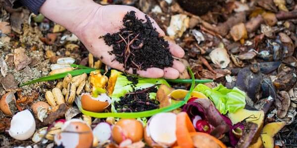 Organic Fertilizers and Soil Health: The Key to Sustainable Farming