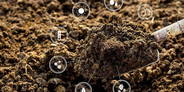 Fruit Tree Fertilizers Explained: 6 Essentials for Bigger Yields and Better Flavor