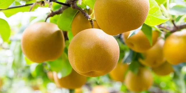 π³ DETAILED GUIDE TO GROWING NASHI PEAR (PYRUS PYRIFOLIA)