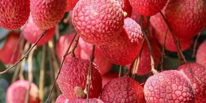 π³ DETAILED GUIDE TO GROWING LYCHEE TREES