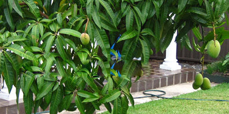 6 Reasons Your Trees Won't Fruit