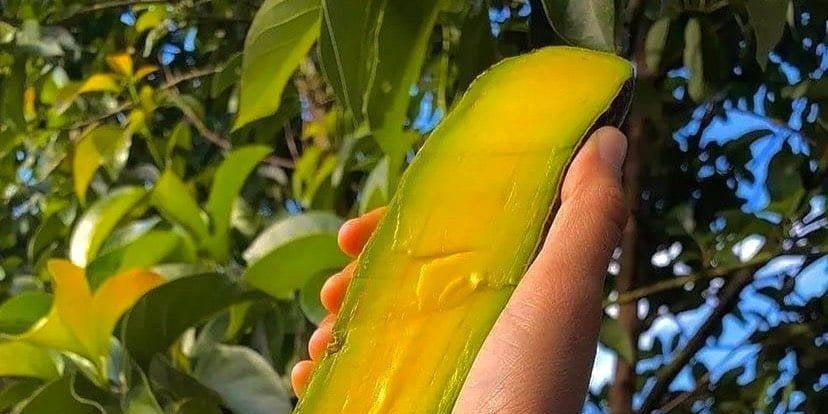 bơ