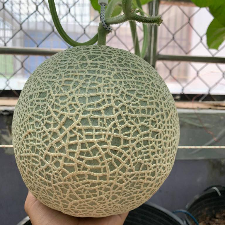 Japanese Yubari King Melon