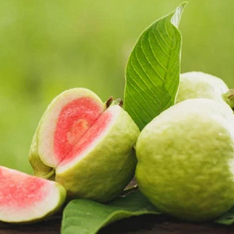 🌳 Pink Guava Seedling – Sweet, Refreshing, and Nutritious Fruit