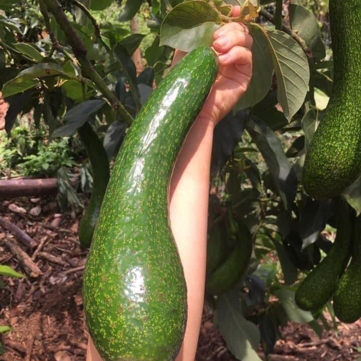 Long Neck Avocado Tree
