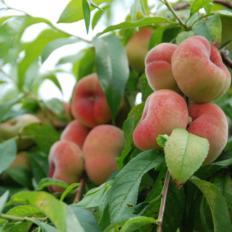 Saturn Peach (VOTED THE BEST-TASTING PEACH IN THE WORLD )