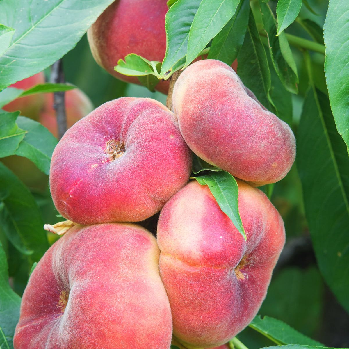 Saturn Peach (VOTED THE BEST-TASTING PEACH IN THE WORLD )