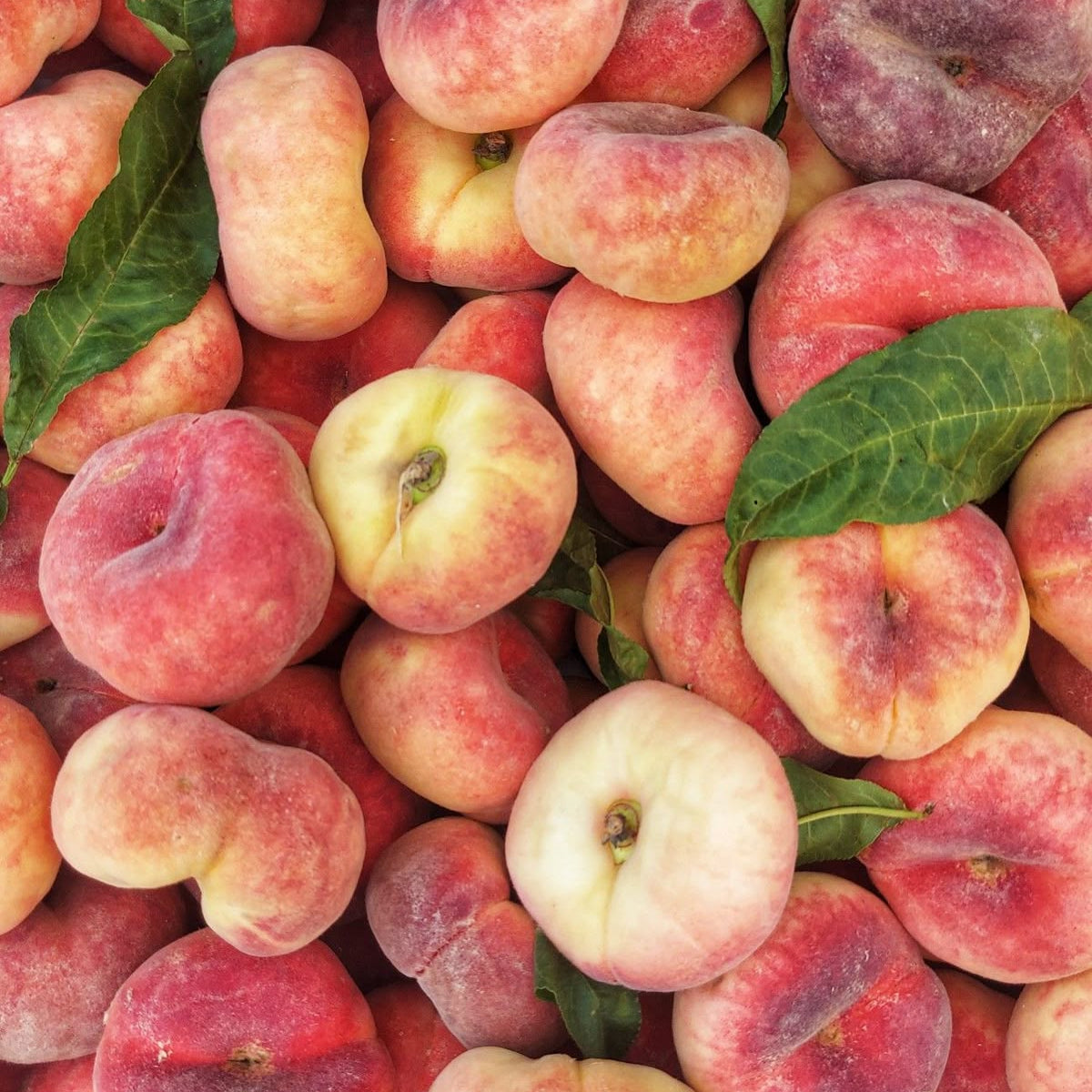 Saturn Peach (VOTED THE BEST-TASTING PEACH IN THE WORLD )