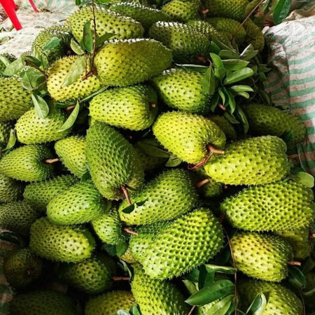 Soursop Seedling – A Precious Tropical Fruit