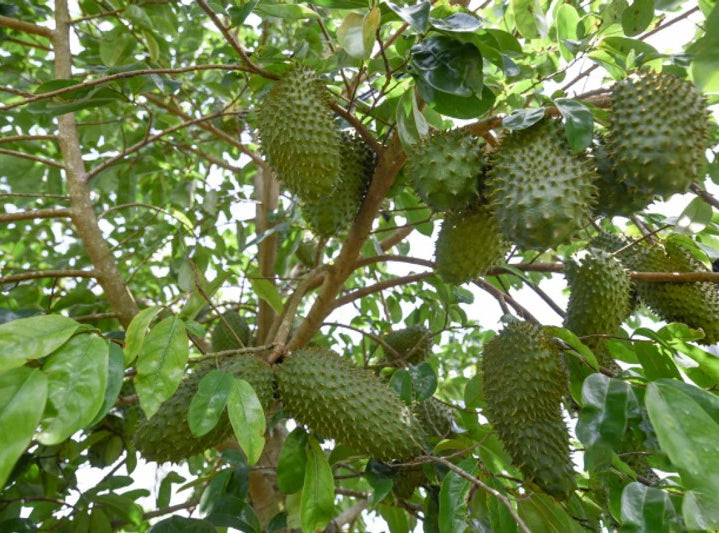 Soursop Seedling – A Precious Tropical Fruit