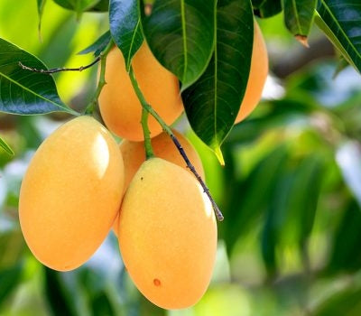 🥭 Alphonso Mango – King of Mangoes 👑