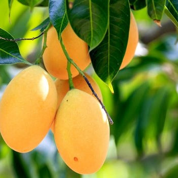🥭 Alphonso Mango – King of Mangoes 👑