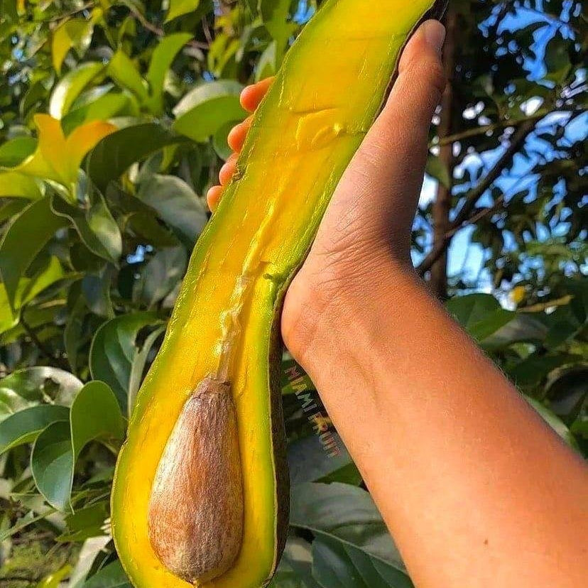 Long Neck Avocado Tree