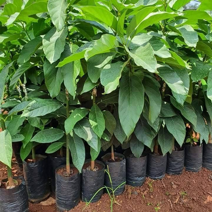 Long Neck Avocado Tree