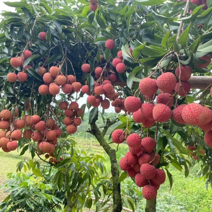 Lychee Tree