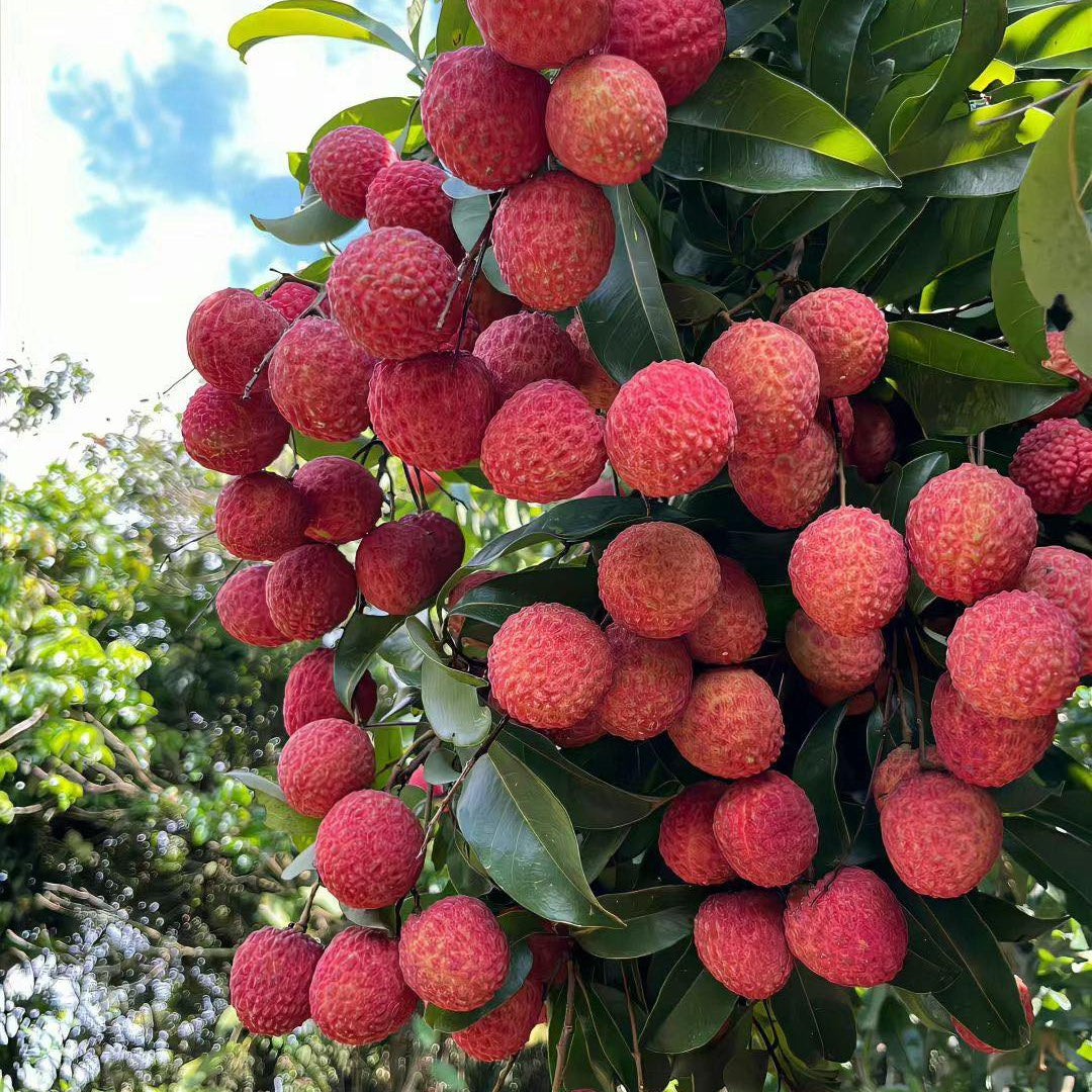 Lychee Tree