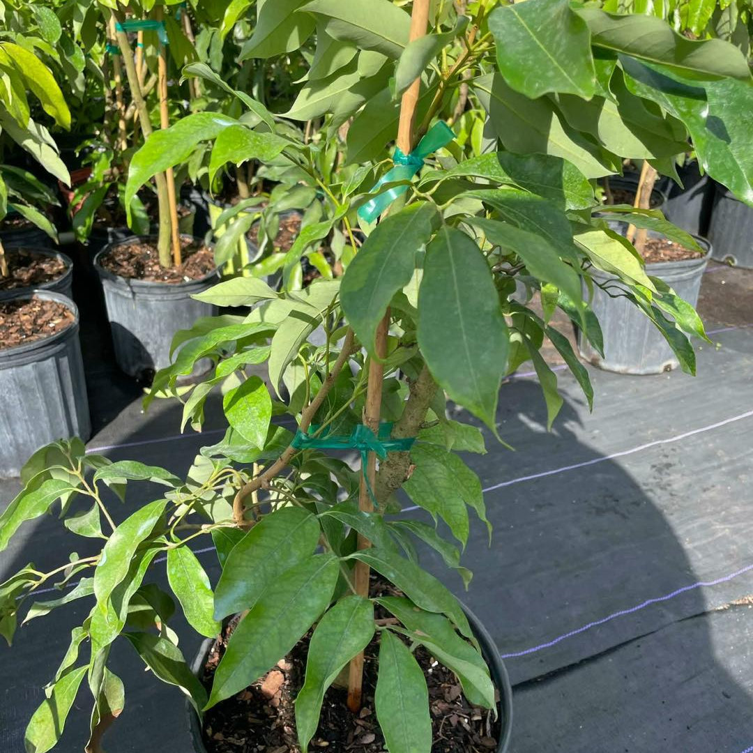 Lychee Tree