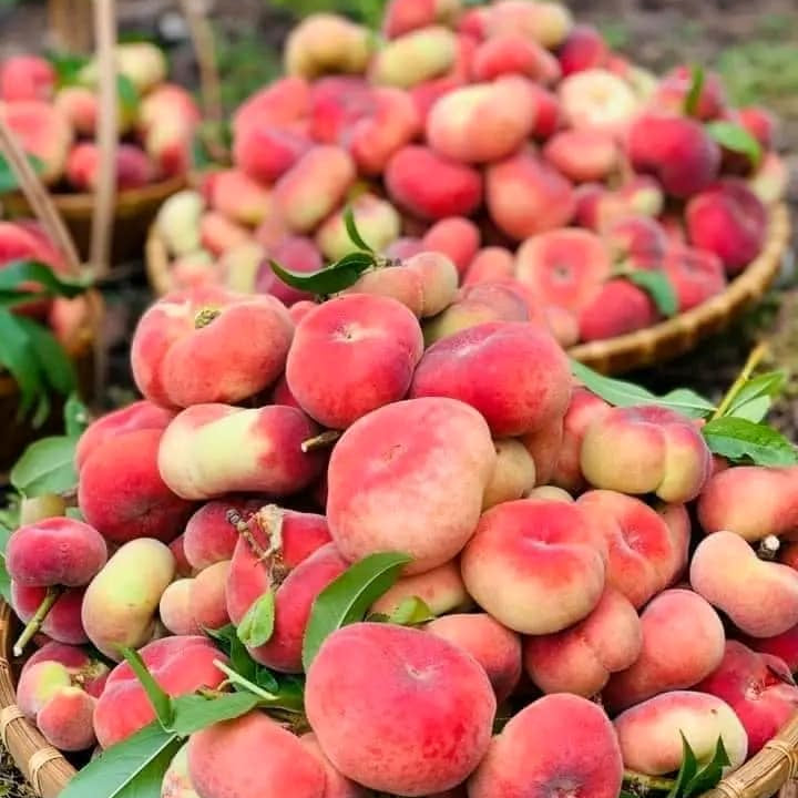Saturn Peach (VOTED THE BEST-TASTING PEACH IN THE WORLD )