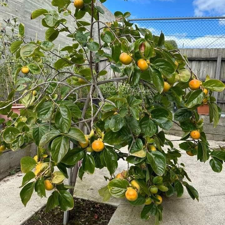 Fuyu Persimmon Tree