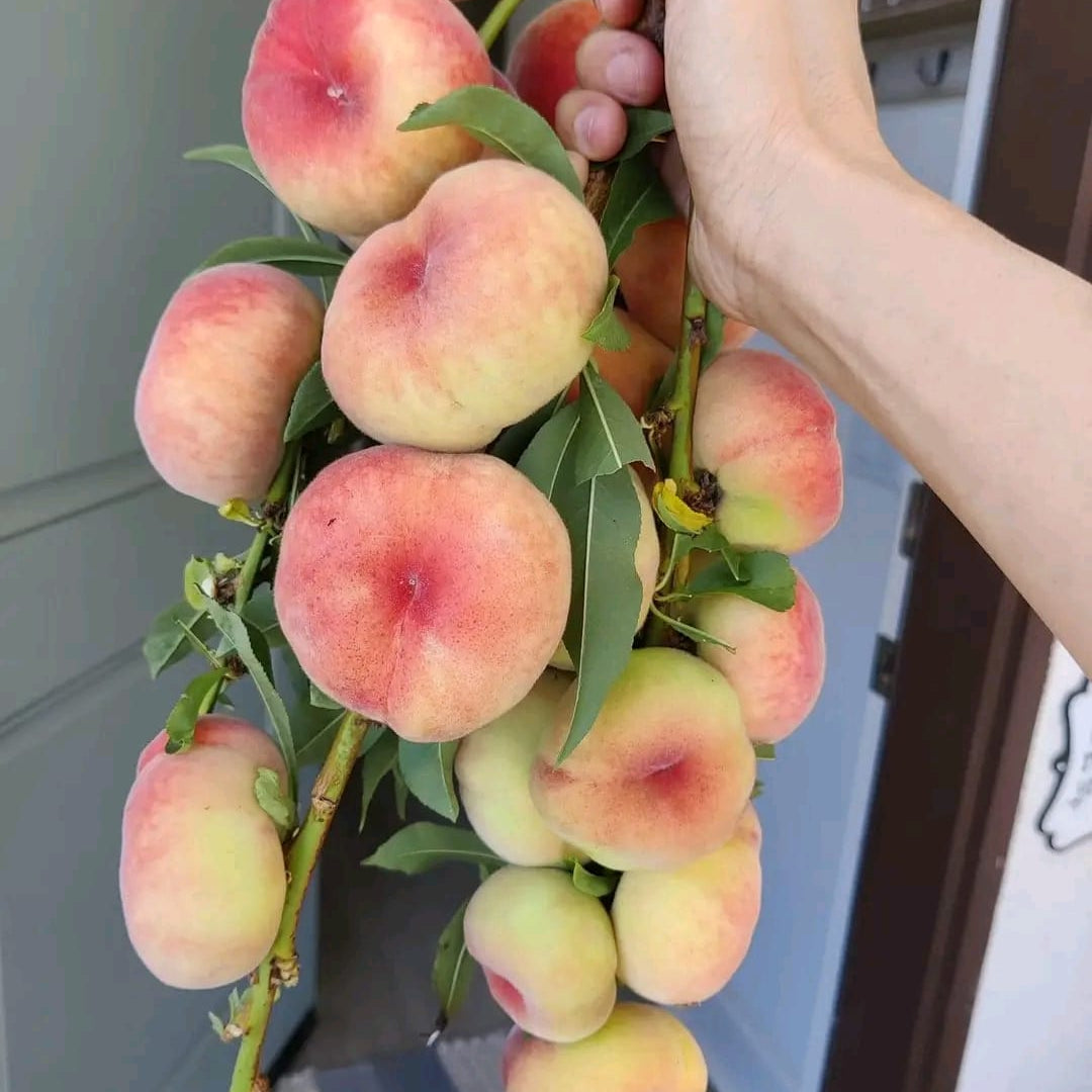 Saturn Peach (VOTED THE BEST-TASTING PEACH IN THE WORLD )