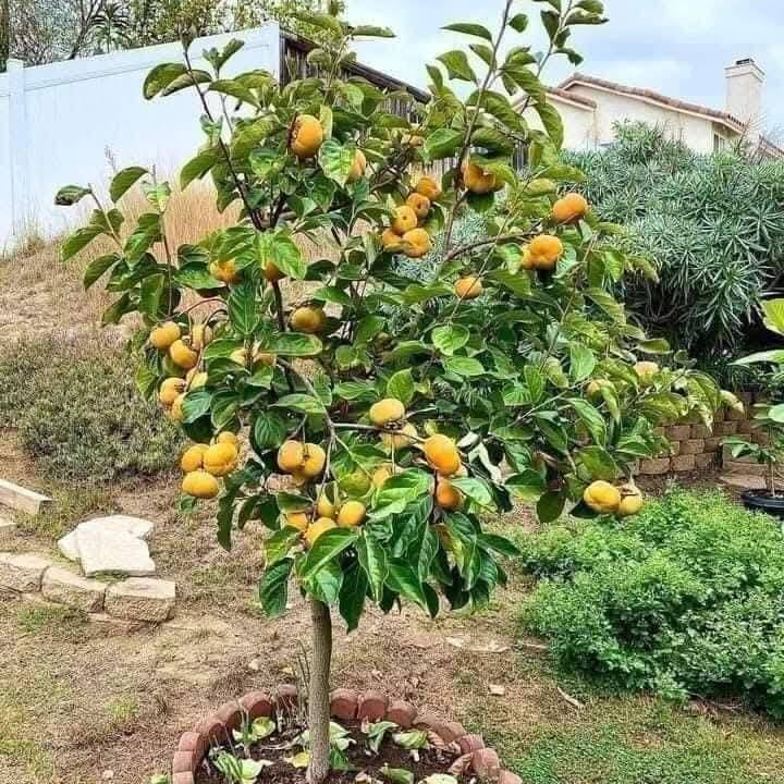 Fuyu Persimmon Tree