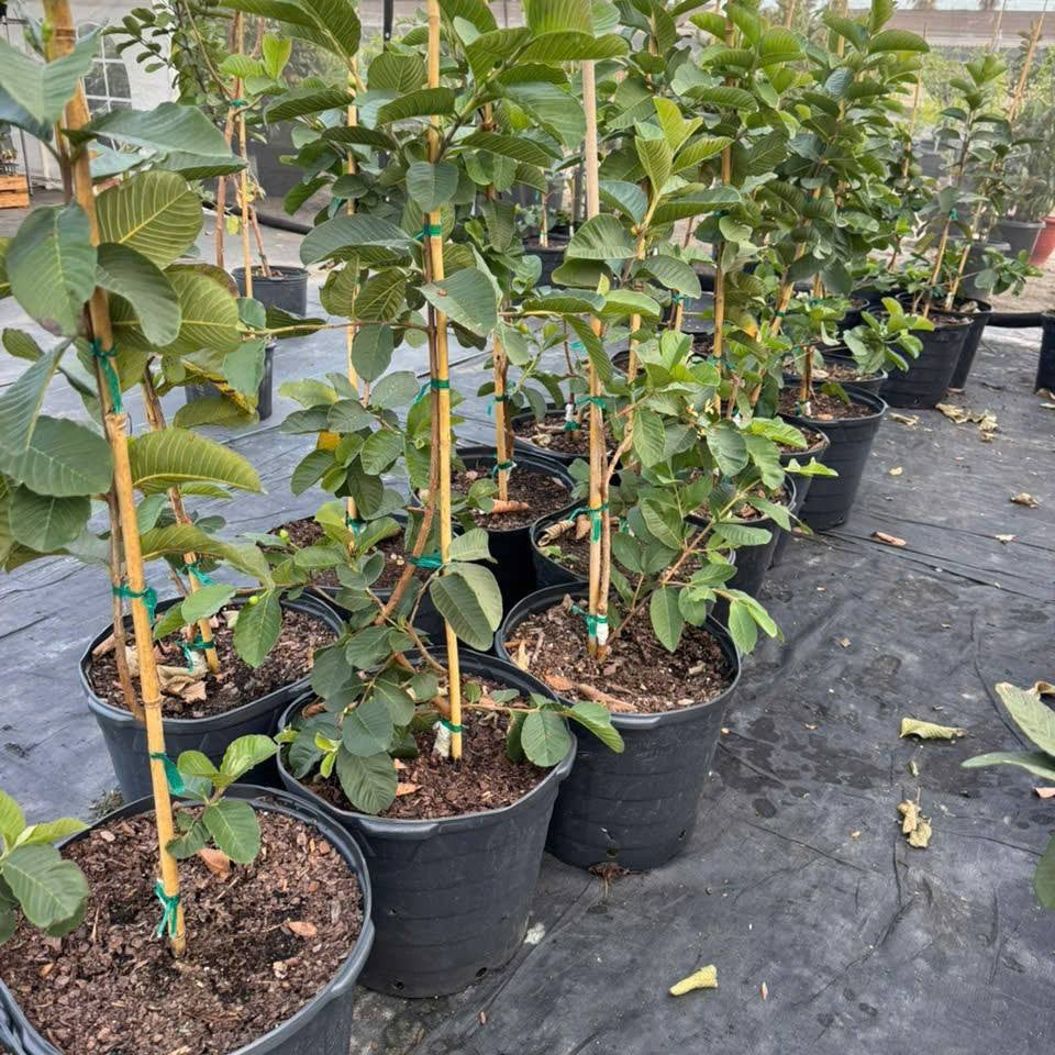 π³ Pink Guava Seedling β Sweet, Refreshing, and Nutritious Fruit