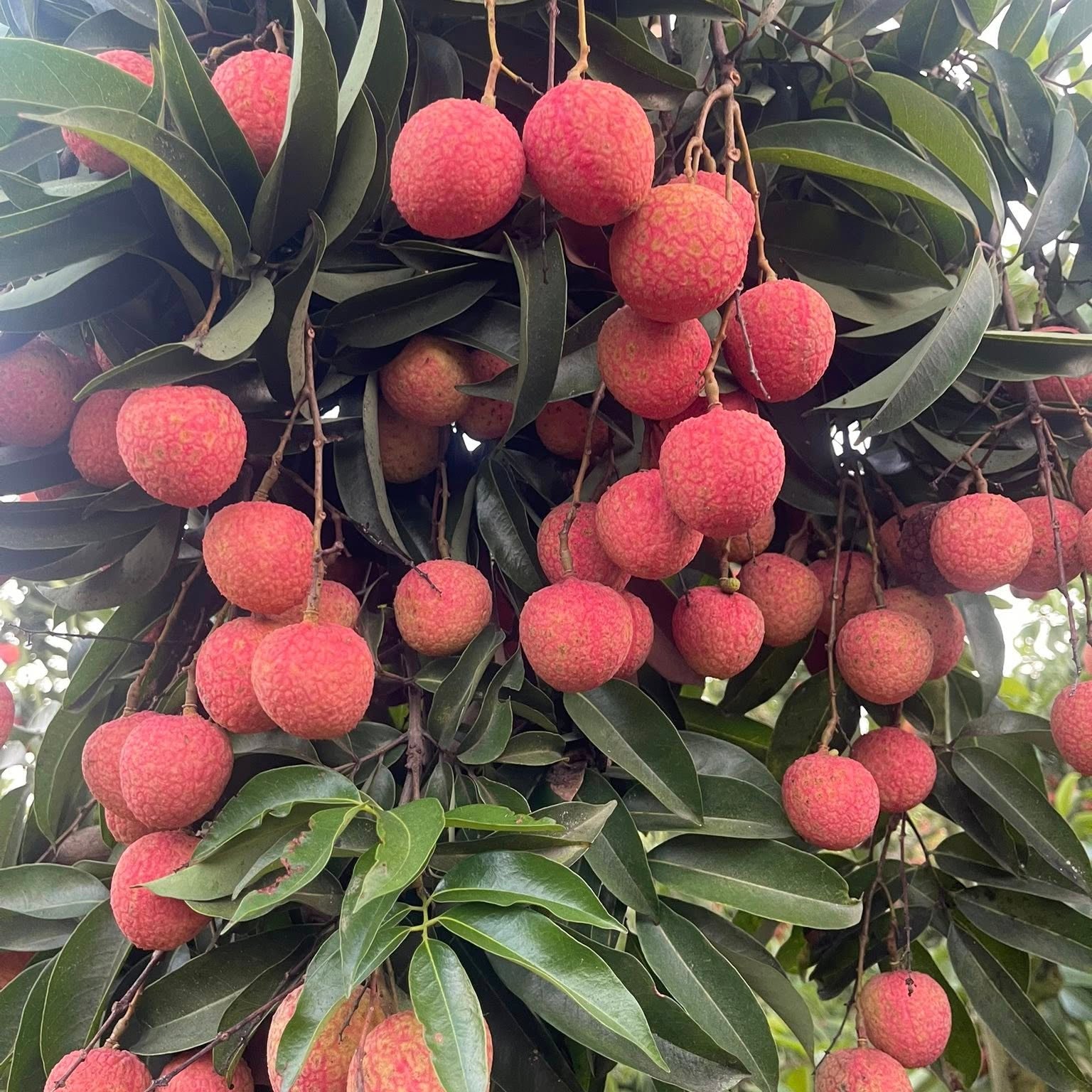 Lychee Tree