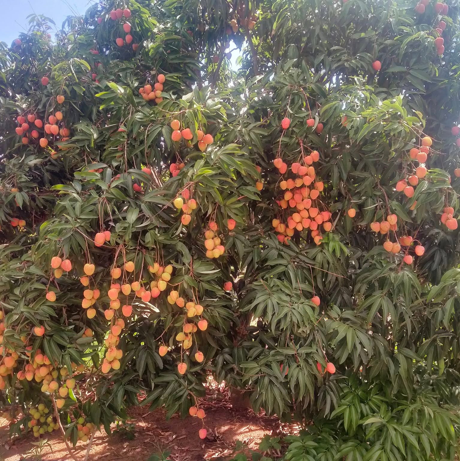 Lychee Tree