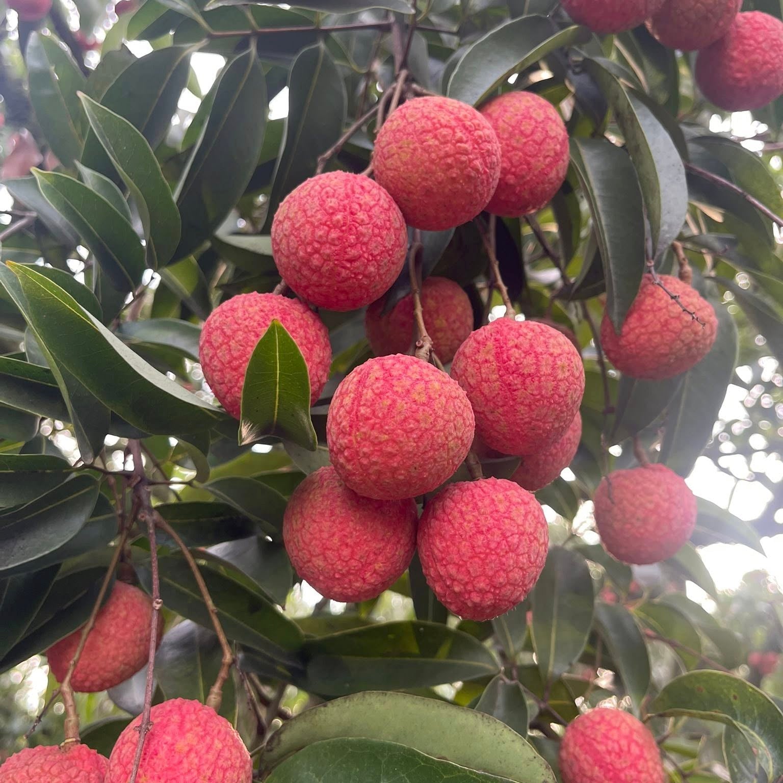 Lychee Tree