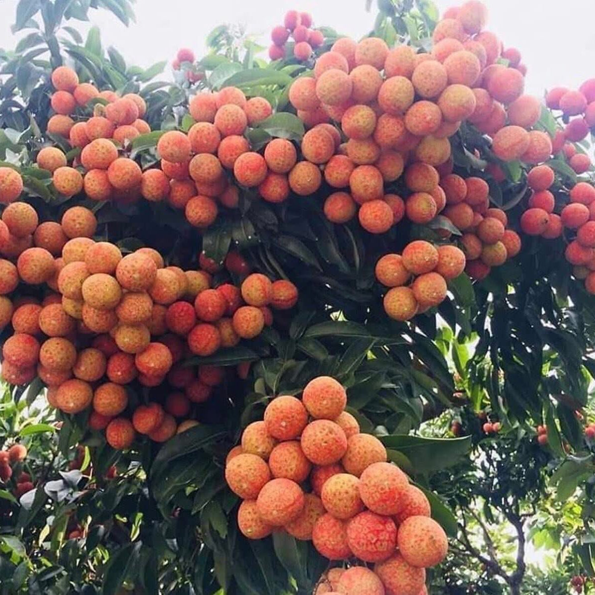 Lychee Tree