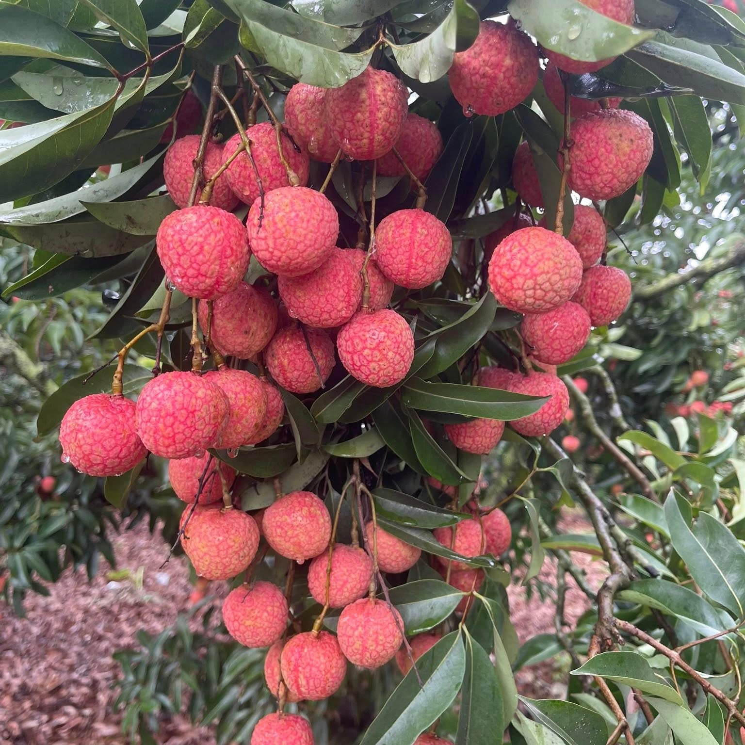 Lychee Tree