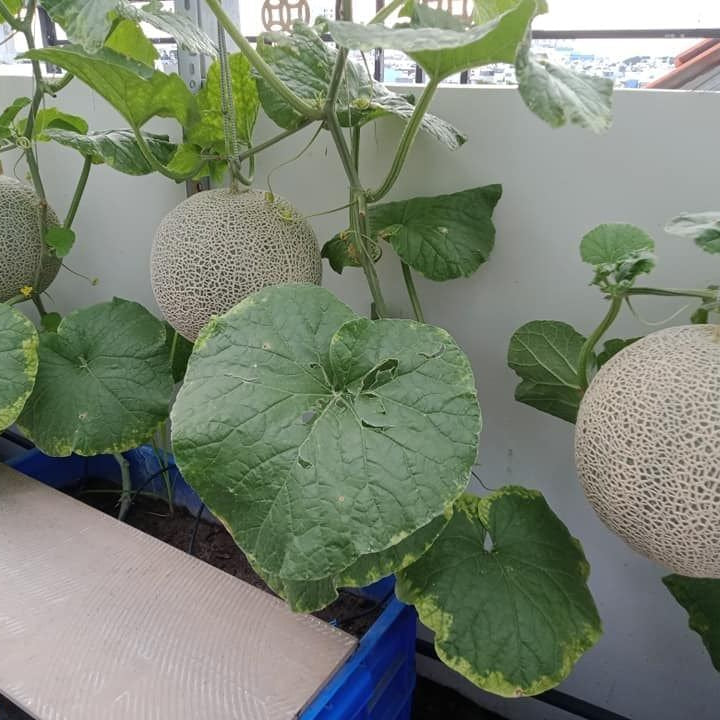 Japanese Yubari King Melon