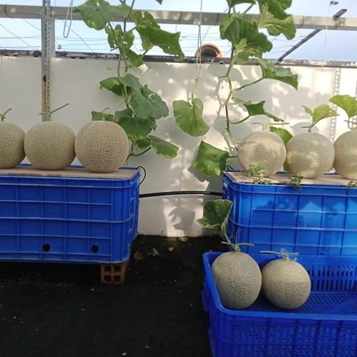 Japanese Yubari King Melon