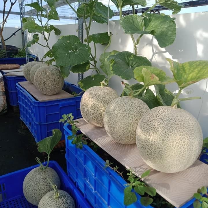Japanese Yubari King Melon