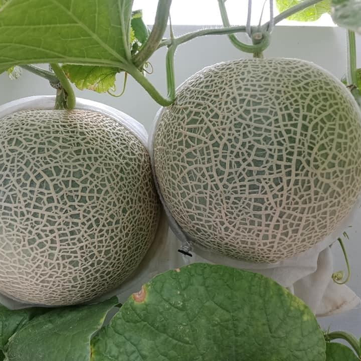 Japanese Yubari King Melon