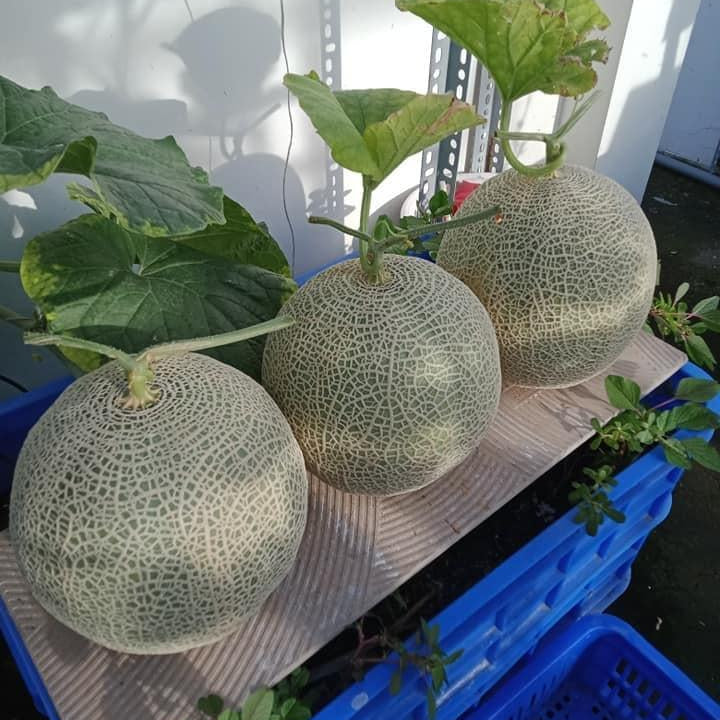 Japanese Yubari King Melon