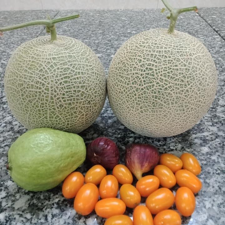 Japanese Yubari King Melon