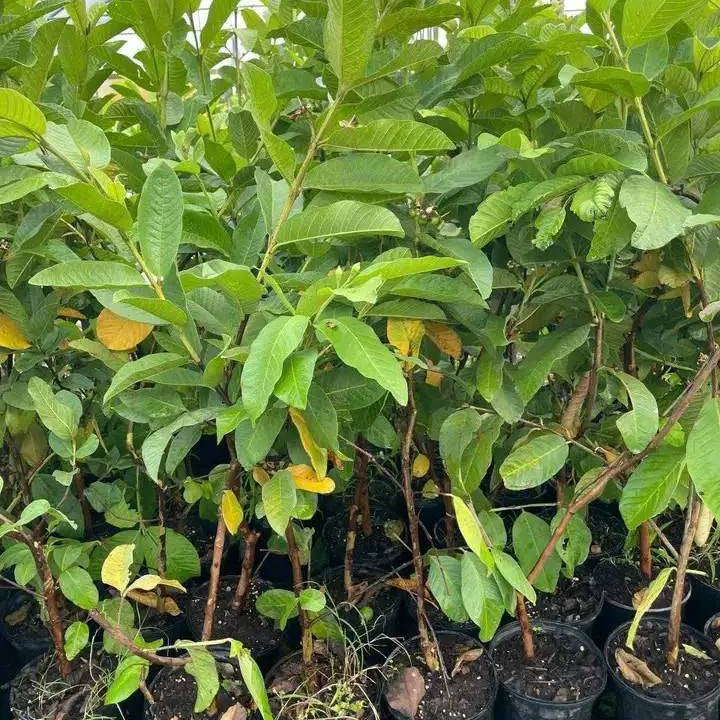 π³ Pink Guava Seedling β Sweet, Refreshing, and Nutritious Fruit