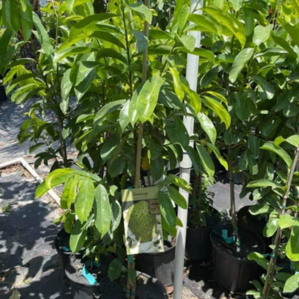 Soursop Seedling – A Precious Tropical Fruit