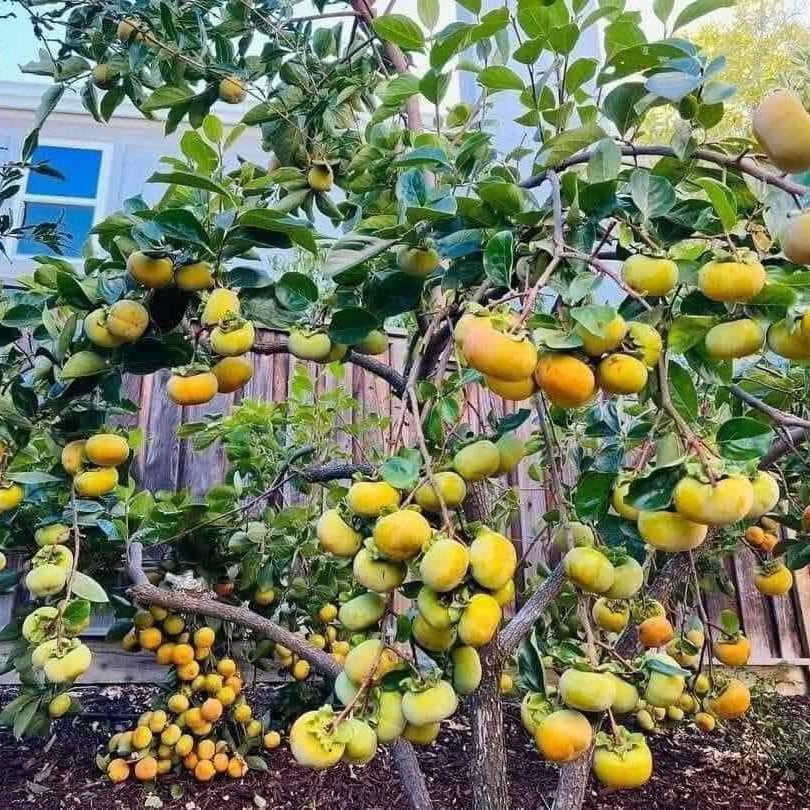 Fuyu Persimmon Tree