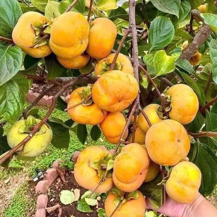 Fuyu Persimmon Tree
