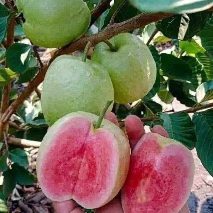 π³ Pink Guava Seedling β Sweet, Refreshing, and Nutritious Fruit