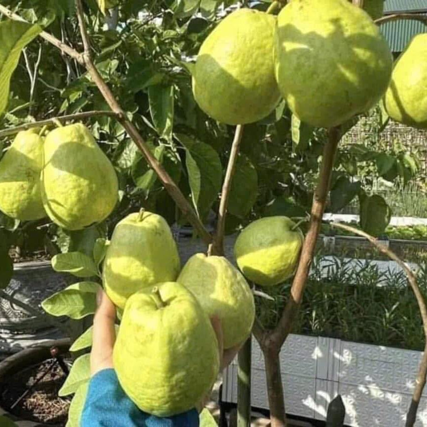 π³ Pink Guava Seedling β Sweet, Refreshing, and Nutritious Fruit